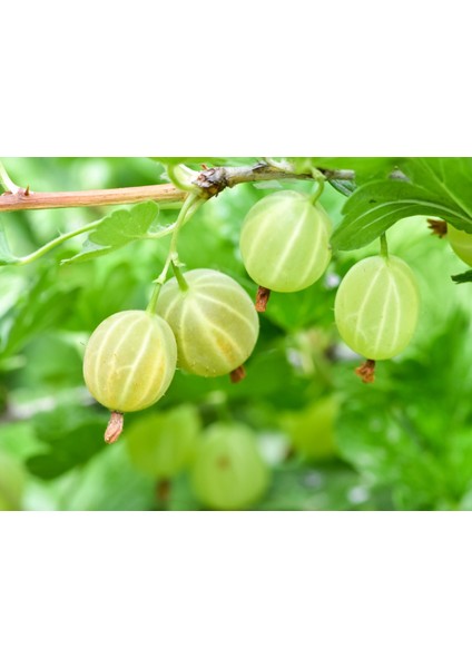 Beyaz Bektaşi Üzümü Fidanı 5 Adet