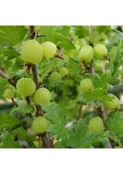 Beyaz Bektaşi Üzümü Fidanı 5 Adet fiyatları