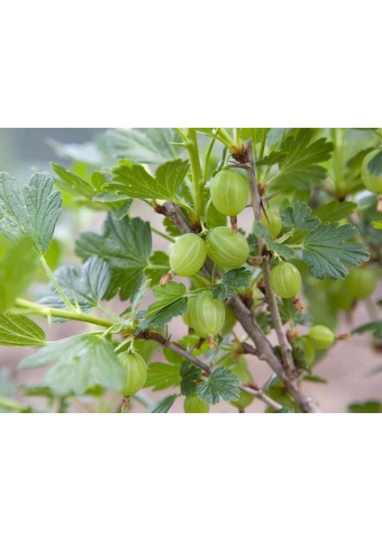 Beyaz Bektaşi Üzümü Fidanı 5 Adet modelleri