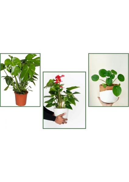 Deve Tabanı (Monstera) & Pilea & Anthoryum