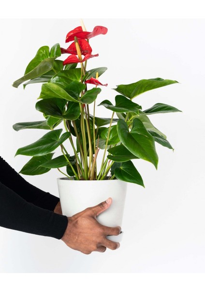 Deve Tabanı (Monstera) & Pilea & Anthoryum