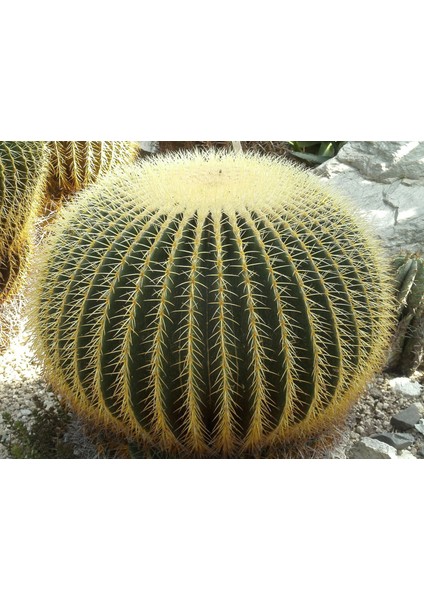 Altın Fıçı Kaktüsü – Echinocactus Grusonii 20-30 cm