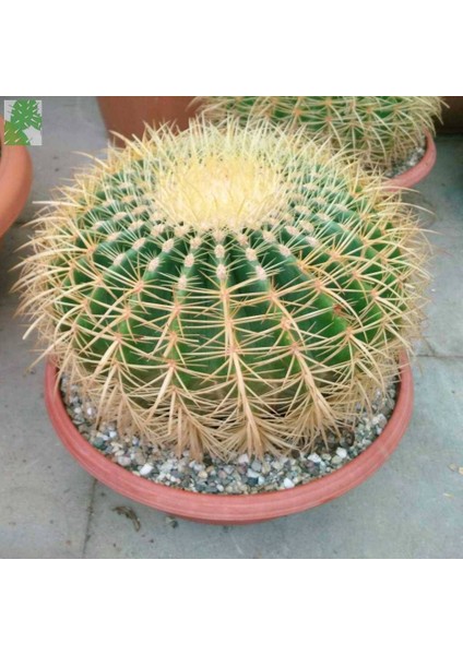 Altın Fıçı Kaktüsü – Echinocactus Grusonii 20-30 cm fiyatları