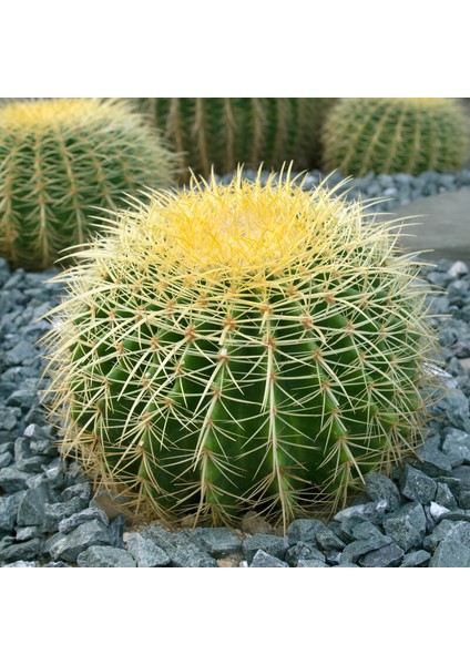 Altın Fıçı Kaktüsü – Echinocactus Grusonii 20-30 cm modelleri