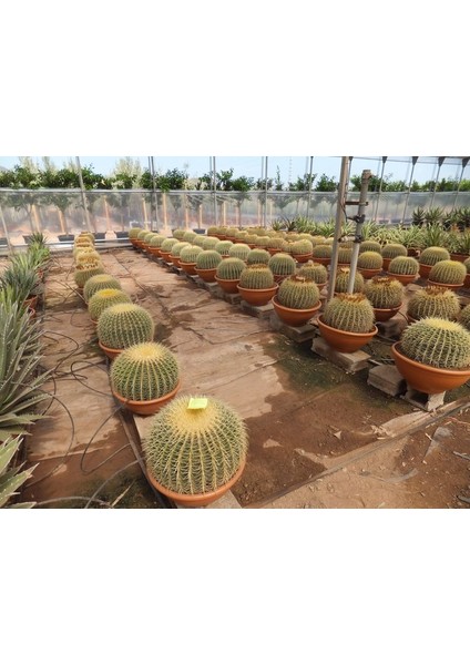 Altın Fıçı Kaktüsü – Echinocactus Grusonii 20-30 cm fırsatları