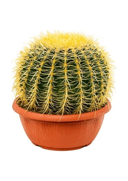 Altın Fıçı Kaktüsü – Echinocactus Grusonii 20-30 cm indirimleri