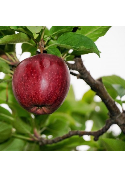 Starkrimson Delicious Elma Fidanı 3 Yaş Tüplü ve Aşılı