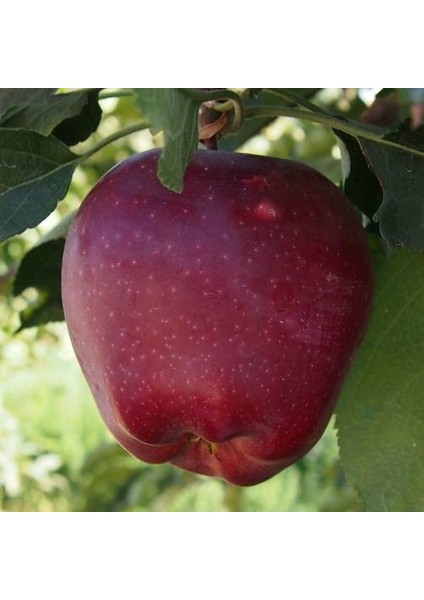 Starkrimson Delicious Elma Fidanı 3 Yaş Tüplü ve Aşılı fiyatları