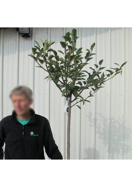 Starkrimson Delicious Elma Fidanı 3 Yaş Tüplü ve Aşılı modelleri