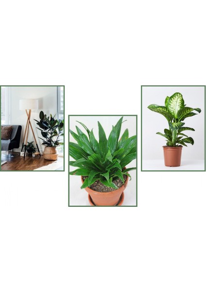 Kauçuk & Draceana Compacta & Difenbahya