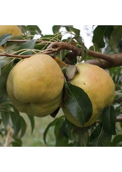 Margaret Marilla Armut Fidanı 3 Yaş Tüplü ve Aşılı