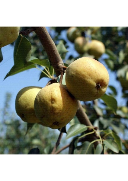 Margaret Marilla Armut Fidanı 3 Yaş Tüplü ve Aşılı fiyatları