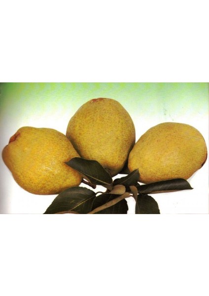 Margaret Marilla Armut Fidanı 3 Yaş Tüplü ve Aşılı modelleri