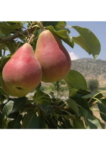 Etruşka Armut Fidanı 3 Yaş Tüplü ve Aşılı
