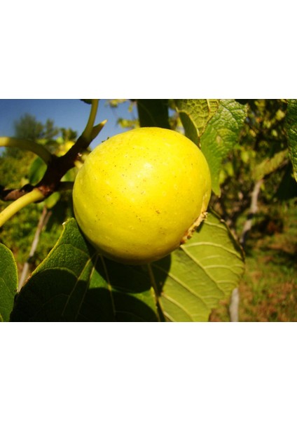 Aydın Sarı Lop Incir Fidanı Tüplü 2 Adet fiyatları