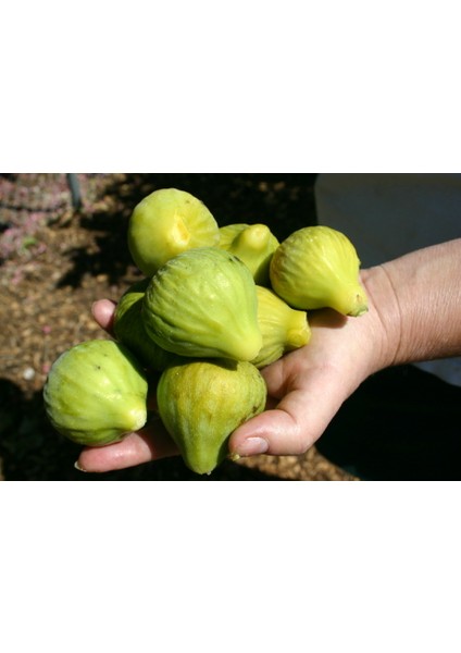 Aydın Sarı Lop Incir Fidanı Tüplü 2 Adet modelleri