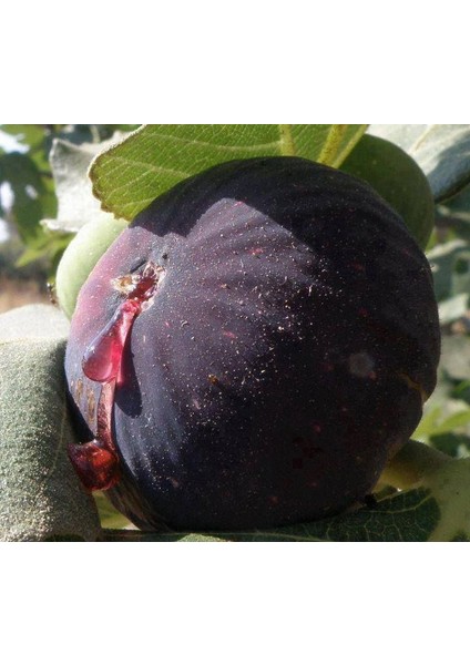 Dürdane ( Bursa Siyahı) Incir Fidanı Tüplü 2 Adet