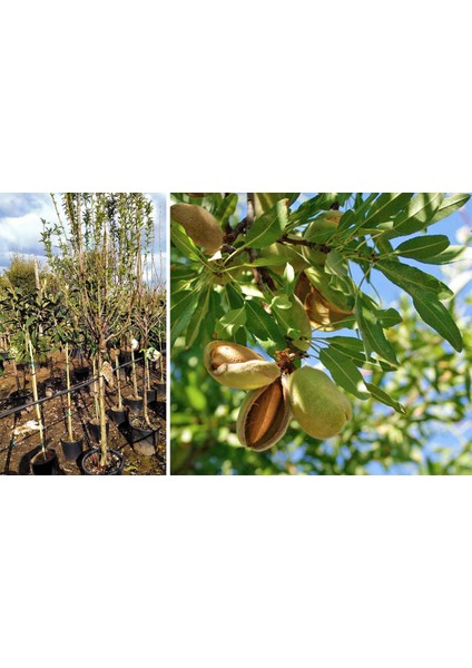 Texas Badem Fidanı 3 Yaş Tüplü ve Aşılı fiyatları