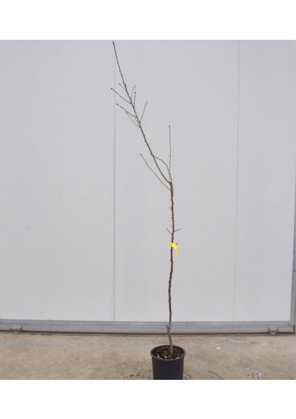 Texas Badem Fidanı 3 Yaş Tüplü ve Aşılı fırsatları