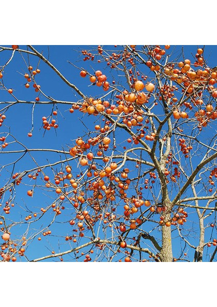 Hachiya Trabzon Hurması Fidanı ( Cennet Meyvesi) 3 Yaş Tüplü ve A fırsatları