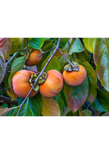 Hachiya Trabzon Hurması Fidanı ( Cennet Meyvesi) 3 Yaş Tüplü ve A modelleri