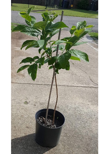 Hachiya Trabzon Hurması Fidanı ( Cennet Meyvesi) 3 Yaş Tüplü ve A indirimleri