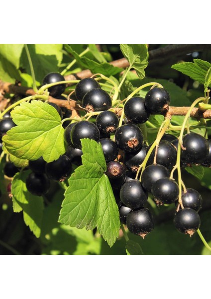 Siyah Frenk Üzümü Fidanı 10 Adet fiyatları