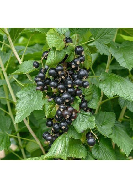 Siyah Frenk Üzümü Fidanı 10 Adet modelleri