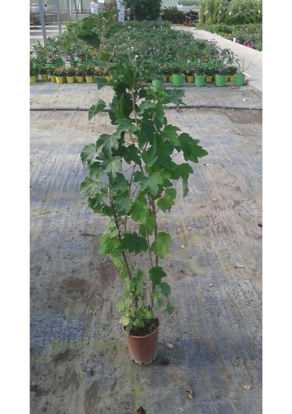 Siyah Frenk Üzümü Fidanı 10 Adet fırsatları