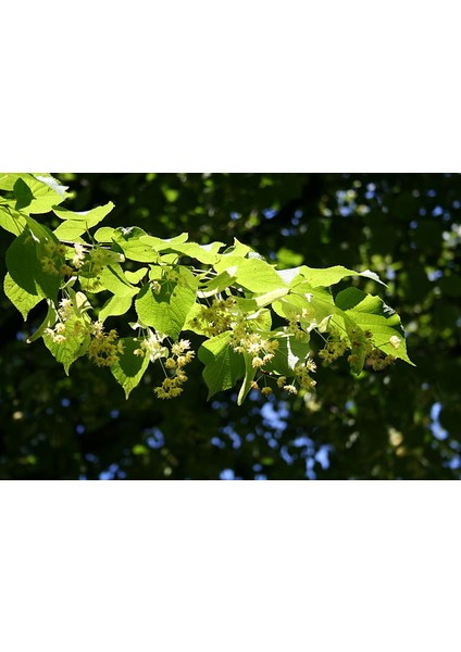 Ihlamur (Tillia Tomentosa) Fidanı modelleri