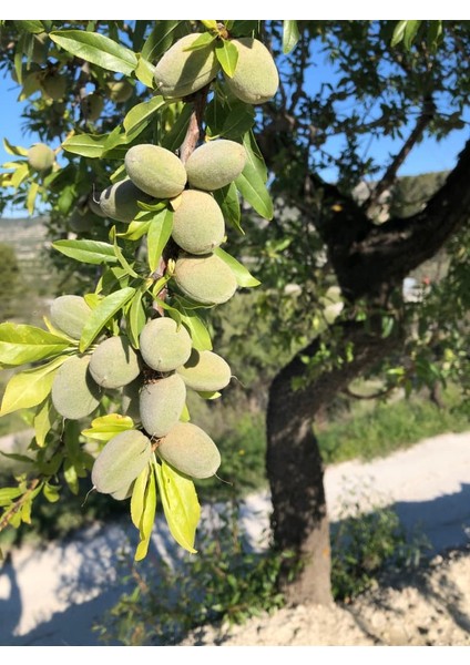 Ferreduel Badem Fidanı 3 Yaş Tüplü ve Aşılı 3 Adet fiyatları