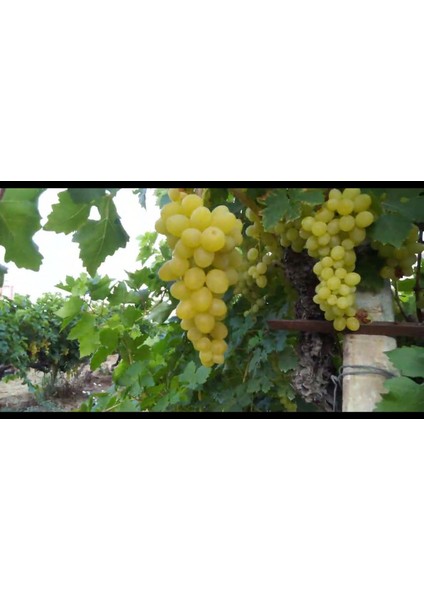 Yalova Incisi Üzüm Fidanı 2 Yaş Tüplü 3 Adet