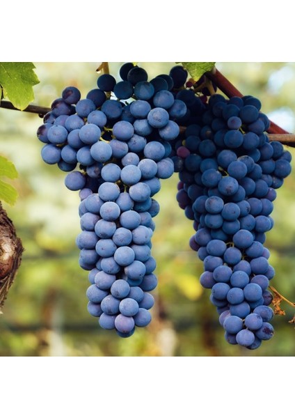 Boğazkere Üzüm Fidanı 2 Yaş Tüplü