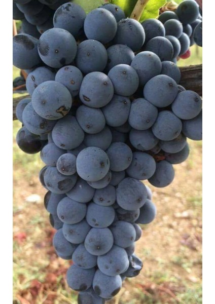 Boğazkere Üzüm Fidanı 2 Yaş Tüplü fiyatları