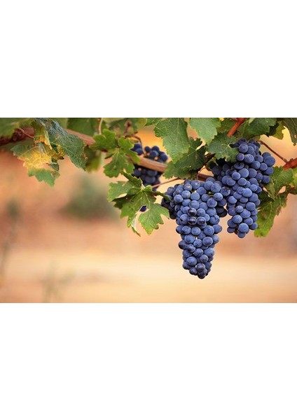 Mıchael Palıeri Üzüm Fidanı 2 Yaş Tüplü 3 Adet