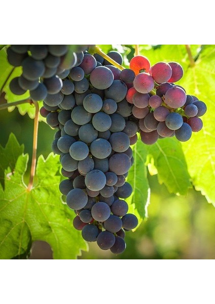 Mıchael Palıeri Üzüm Fidanı 2 Yaş Tüplü 3 Adet fiyatları