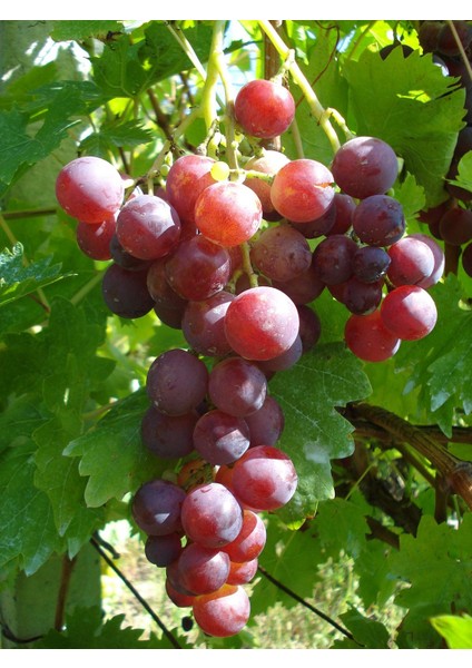Cardinal Üzüm Fidanı 2 Yaş Tüplü 5 Adet