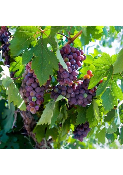 Cardinal Üzüm Fidanı 2 Yaş Tüplü 5 Adet fiyatları