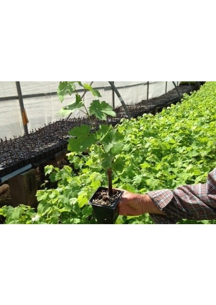 Cardinal Üzüm Fidanı 2 Yaş Tüplü 5 Adet indirimleri