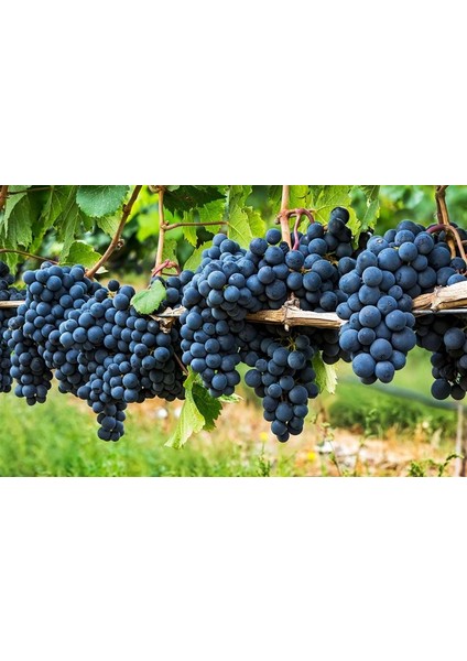 Horoz Karası (Antep Karası) Üzüm Fidanı 2 Yaş Tüplü 5 Adet