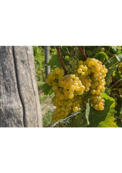 Italya Kokulu Misket Üzüm Fidanı 2 Yaş Tüplü 5 Adet