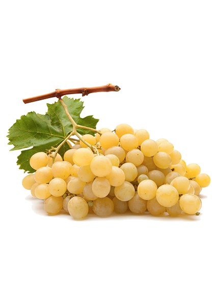 Italya Kokulu Misket Üzüm Fidanı 2 Yaş Tüplü 5 Adet fiyatları