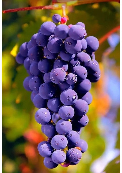 Öküzgözü Üzüm Fidanı 2 Yaş Tüplü 5 Adet