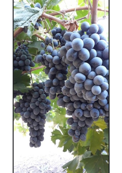 Öküzgözü Üzüm Fidanı 2 Yaş Tüplü 5 Adet fiyatları