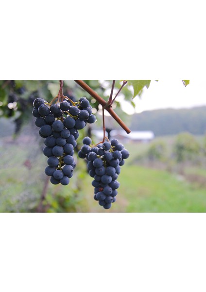 Öküzgözü Üzüm Fidanı 2 Yaş Tüplü 5 Adet modelleri