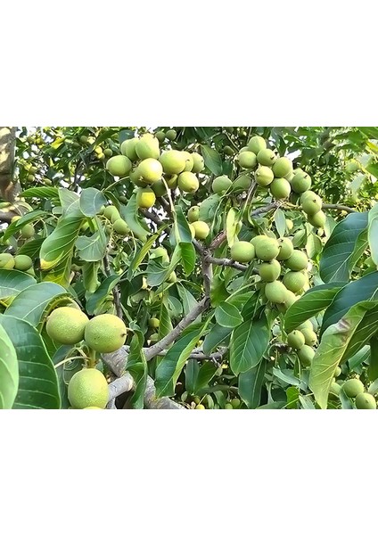 Bilecik Ceviz Fidanı 3 Yaş Tüplü ve Aşılı 5 Adet fiyatları