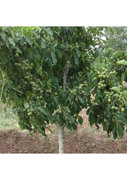 Bilecik Ceviz Fidanı 3 Yaş Tüplü ve Aşılı 5 Adet modelleri