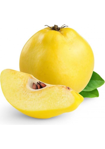 Eşme Ayva Fidanı 3 Yaş Tüplü ve Aşılı 2 Adet