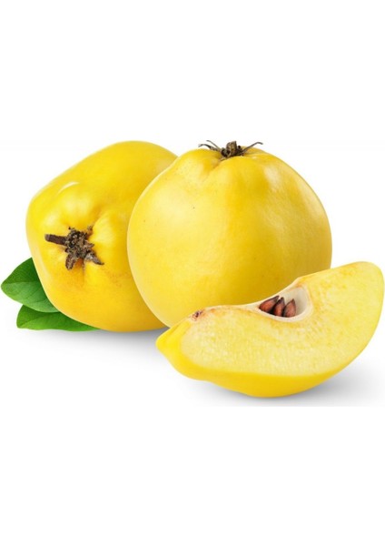 Ege 22 Ayva Fidanı 3 Yaş Tüplü ve Aşılı 2 Adet