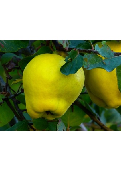 Ege 22 Ayva Fidanı 3 Yaş Tüplü ve Aşılı 2 Adet modelleri